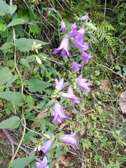 Campanula trachelium