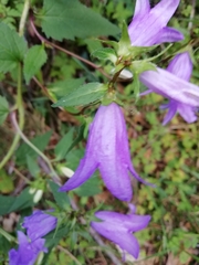 Campanula trachelium