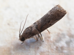 Acrobasis sodalella