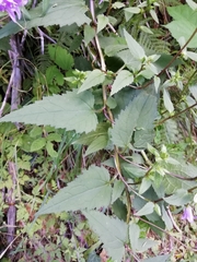 Campanula trachelium