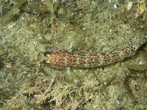 Hoese's sandgoby (Istigobius hoesei) — Gobiidae