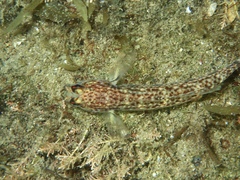 Istigobius hoesei