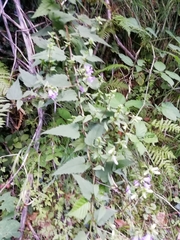 Campanula trachelium
