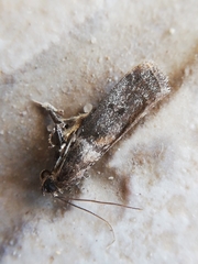 Acrobasis sodalella