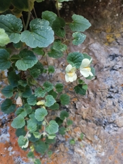 Asarina procumbens