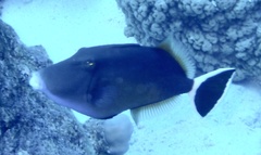 Sufflamen albicaudatum