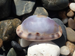 Talostolida pellucens