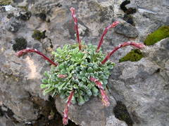Saxifraga cochlearis
