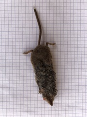 Sorex antinorii