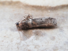 Acrobasis sodalella
