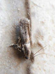 Acrobasis sodalella