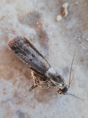 Acrobasis sodalella