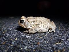 Anaxyrus americanus charlesmithi