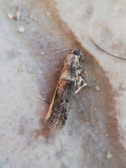 Acrobasis sodalella