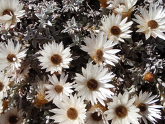 Helichrysum stoloniferum