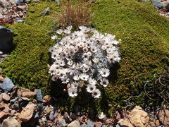 Helichrysum stoloniferum