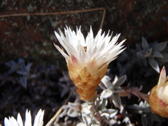 Helichrysum stoloniferum
