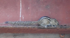 Funambulus palmarum
