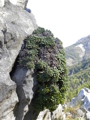 Saxifraga cochlearis