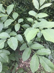 Juglans regia