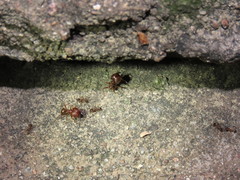 Pheidole obtusospinosa