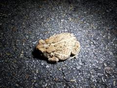 Anaxyrus americanus charlesmithi