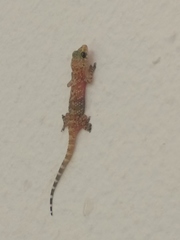 Hemidactylus turcicus