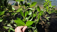 Avicennia marina