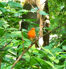 Erithacus rubecula