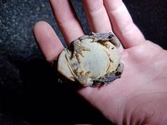 Anaxyrus americanus charlesmithi