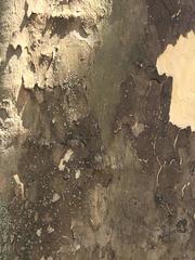 Platanus occidentalis