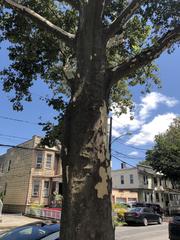 Platanus occidentalis