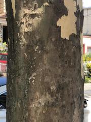 Platanus occidentalis