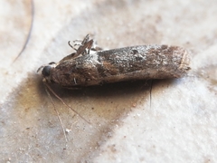 Acrobasis sodalella