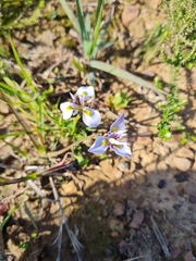 Moraea fergusoniae