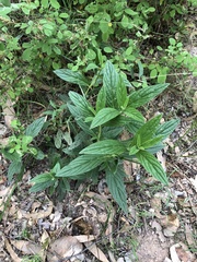 Trichodesma zeylanicum