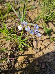 Moraea fergusoniae