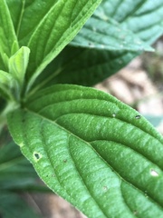 Trichodesma zeylanicum