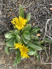 Glottiphyllum