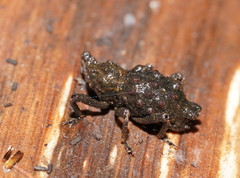 Poropterus conifer