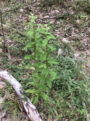 Pterocaulon