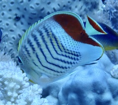 Chaetodon paucifasciatus