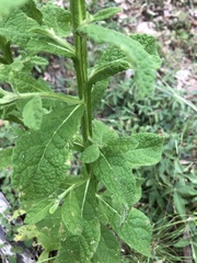 Pterocaulon