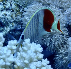 Chaetodon paucifasciatus