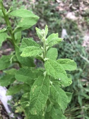 Pterocaulon
