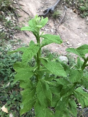 Pterocaulon