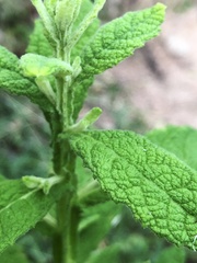 Pterocaulon