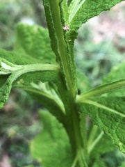 Pterocaulon