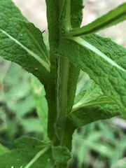 Pterocaulon