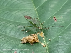 Homoeocerus graminis